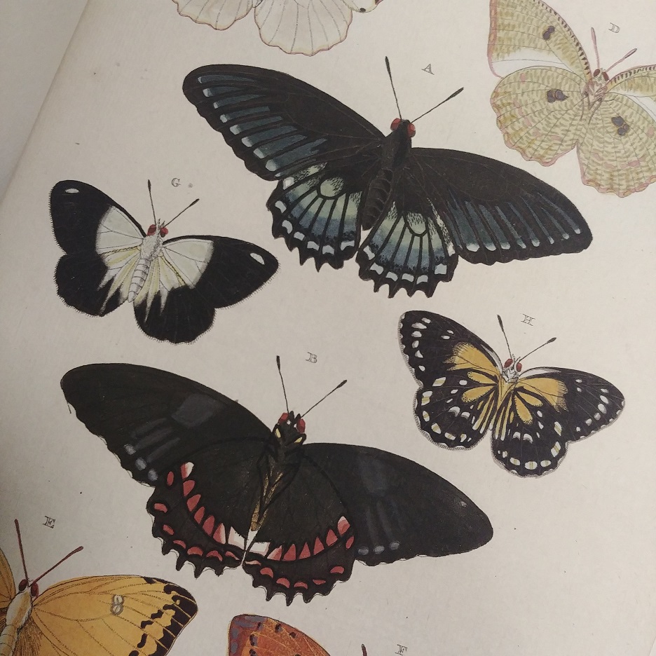 Une formidable encyclopédie sur les papillons
